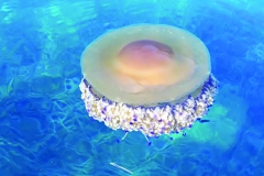 gallery kayak 6