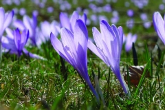 parco_nazionale_pollino_basilicata_calabria_flora_fiori